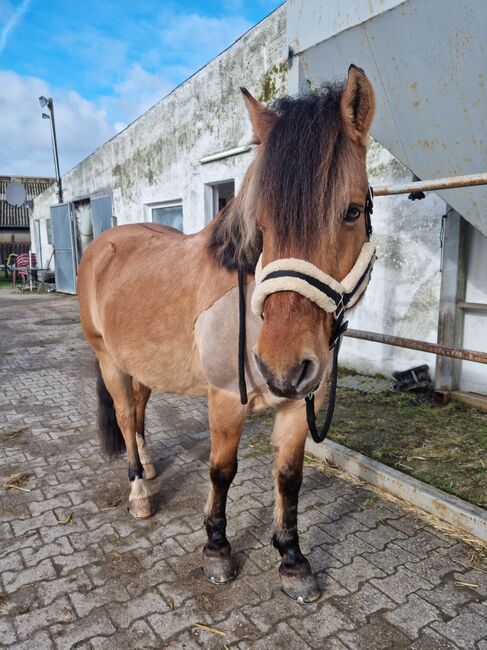 Endmaßponi / Pferd sucht..., Rebecca Haas, Konie na sprzedaż, Stolberg , Image 6