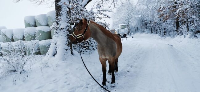 Endmaßponi / Pferd sucht..., Rebecca Haas, Konie na sprzedaż, Stolberg , Image 4