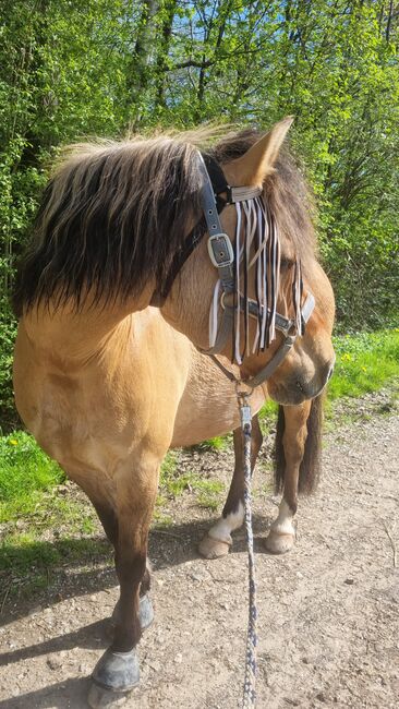 Endmaßponi / Pferd sucht..., Rebecca Haas, Konie na sprzedaż, Stolberg , Image 9