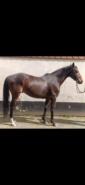 Engl. Vollblutwallach direkt vom Züchter / Top Abstammung, Pferdevermittlung Leus (Pferdevermittlung Leus ), Horses For Sale, Dassel, Image 2