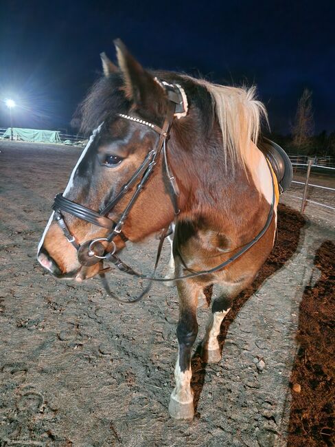 Englische Trense, Carolin Ehrlich, Bridles & Headstalls, Vetschau