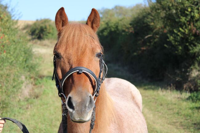 Englisch kombinierte Trense, Nina Lenhart, Bridles & Headstalls, Ochsenfurt, Image 2