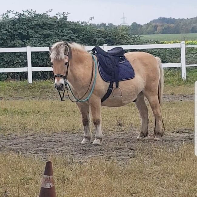 Englische Trense Größe Cob, ohne Speerriemen, Englische Trense , pony_team_luckomel , Bridles & Headstalls, Balve, Image 3