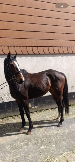 Engl. Vollblutwallach direkt vom Züchter / Top Abstammung, Pferdevermittlung Leus (Pferdevermittlung Leus ), Horses For Sale, Dassel, Image 4