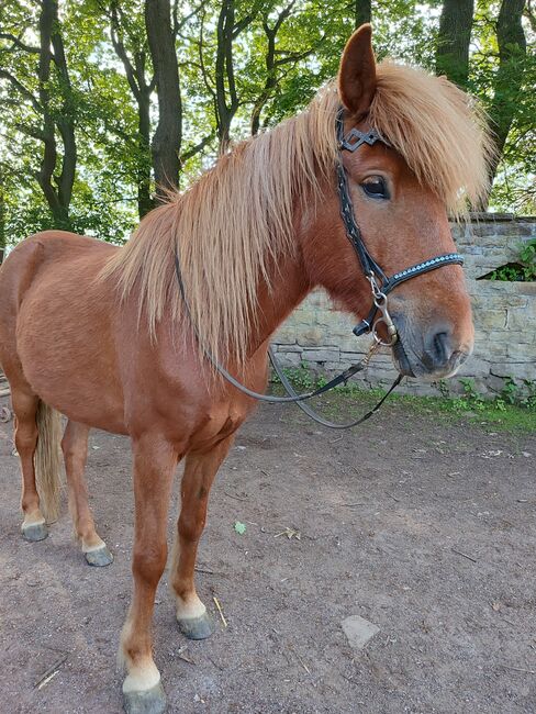 Riesiger Isländer Familienpferd, Kathrin , Horses For Sale, Witten