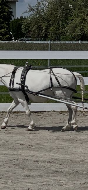 Einspänner Geschirr Pony, Lisa, Horse Harness, Villingen-Schwenningen 
