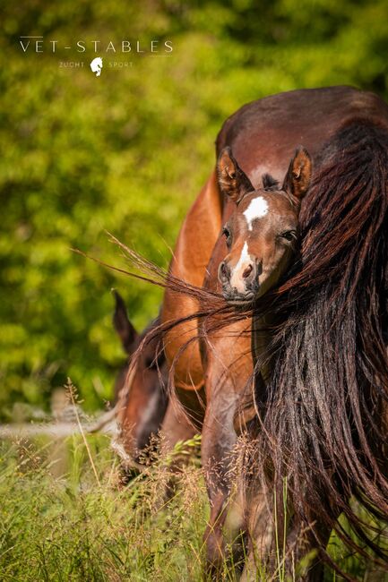 ENTERTAINER sucht Bühne ;-), Verena Edelsbrunner, Horses For Sale, Sankt Peter am Ottersbach, Image 5