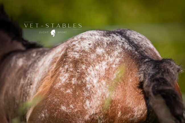 ENTERTAINER sucht Bühne ;-), Verena Edelsbrunner, Horses For Sale, Sankt Peter am Ottersbach, Image 3