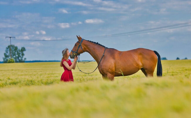 Springbegeisterte Stute sucht neues Zuhause, Lotta Bosselmann, Horses For Sale, Hohen Sprenz, Image 2