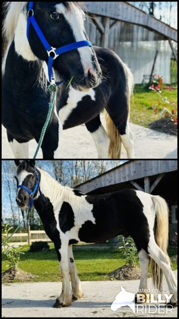 Entire Irish Cob For sale 2020 Coloured Breed Irish Cob, Horse Ville, Horses For Sale, Rutland, Image 3