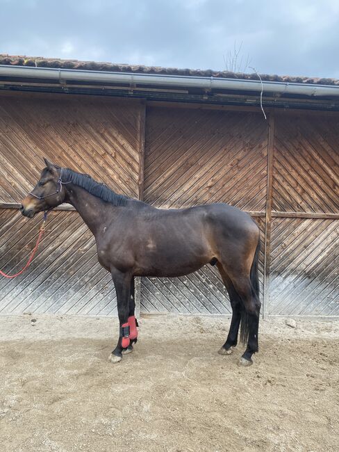 Entspannter Trakehner sucht fördernde Hände, Julia Kögler , Pferd kaufen, schlierbach , Abbildung 3