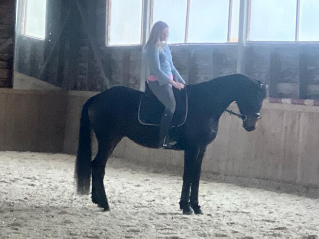 Entspannter Trakehner sucht fördernde Hände, Julia Kögler , Pferd kaufen, schlierbach , Abbildung 7