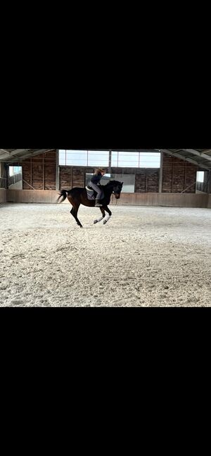 Entspannter Trakehner sucht fördernde Hände, Julia Kögler , Pferd kaufen, schlierbach , Abbildung 8