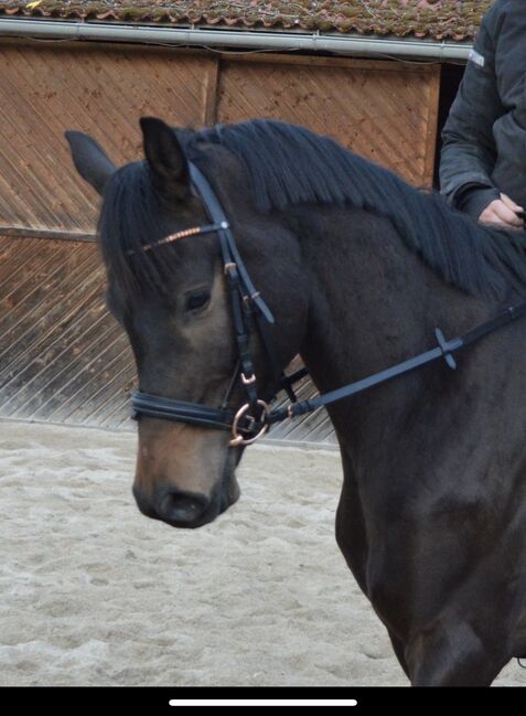 Entspannter Trakehner sucht fördernde Hände, Julia Kögler , Pferd kaufen, schlierbach , Abbildung 9