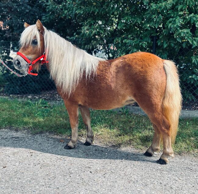 Entzückende Shetty-Stute sucht liebevolles Zuhause!, Sport- und Freizeitpferde Fuchs, Pferd kaufen, Ellgau, Abbildung 3