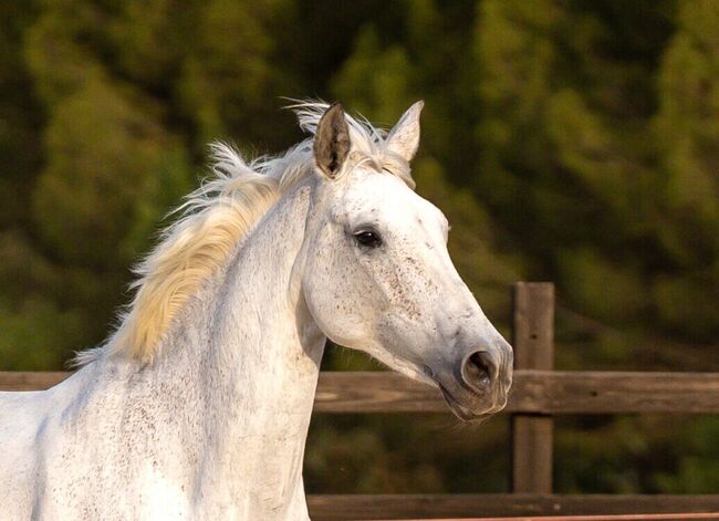 Envidiosa Cumbre - PRE Pura Raza Española, Stute, 10 Jaher, Schimmel, WOW Pferd  (WOW Pferd), Horses For Sale, Bayern - Attenkirchen