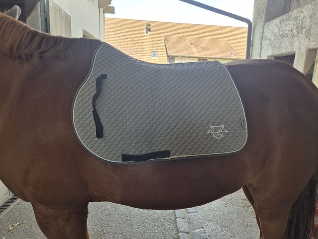 Equest Schabracke VS grau, Tamara O., Dressage Pads, Windisch
