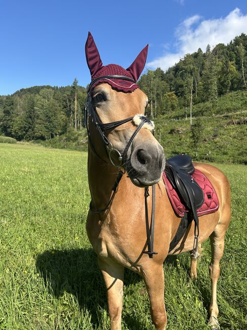 Equestrian Stockholm Set, Equestrian Stockholm  Schabracke , Anna, Czapraki, St. Georgen am Weinberg