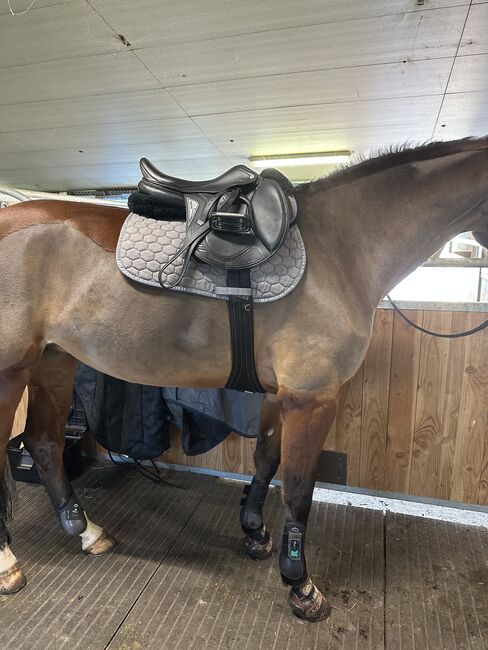 Equiline Dynamic Springsattel, Equiline Dynamic, Corinne, Jumping Saddle, Villmergen , Image 4