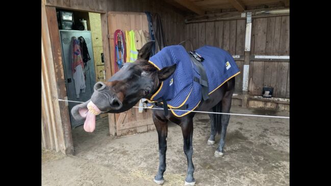 Equimag Magnetfeldset, equimag Magnetfeldset expert Bemer Konkurrent, Valeska, Pferdedecken, Bischofsheim