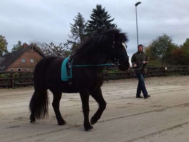 Equimero Doppellonge, Equimero Doppellonge, Kathy, Longieren, Hamburg