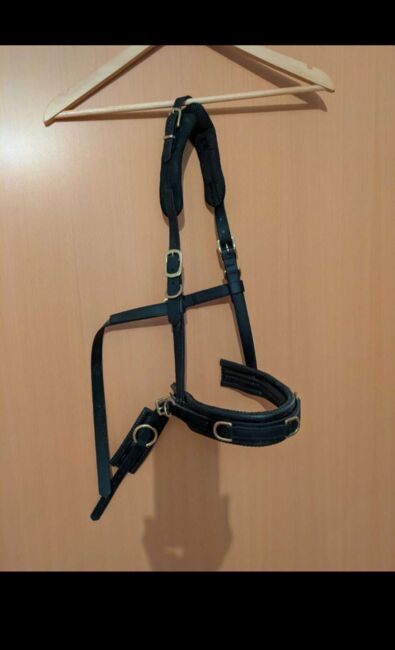 Equimero Equizaum schwarz mit Messingbeschlägen, Equimero Equizaum, Alexandra, Lunging, Seitenstetten