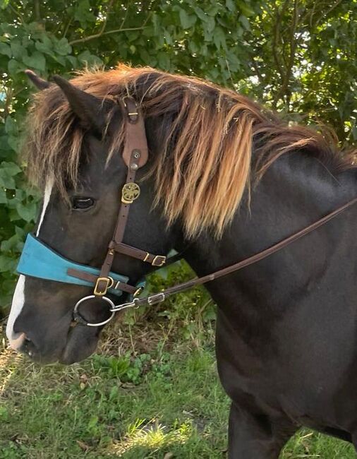 Equimero Trense Emilia, Equimero Emilia (jetzt Western Bausatz), Kathy, Bridles & Headstalls, Hamburg, Image 2