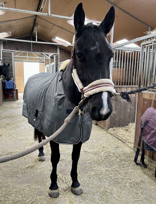 Equine Microtec One Abschwitzdecke, Equine Microtec  One, Tamara, Horse Blankets, Sheets & Coolers, Großrosseln, Image 5