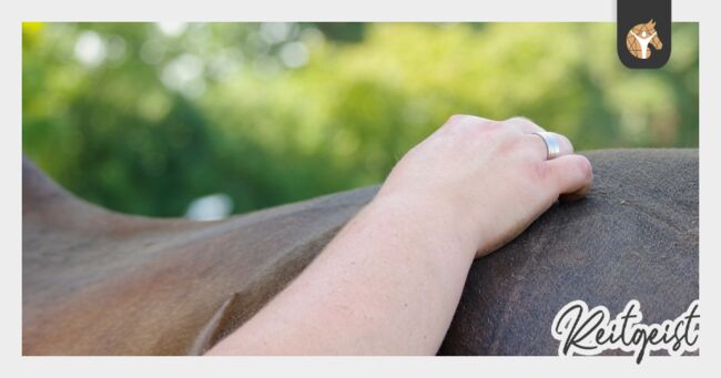 ❤️ Pferdeosteopathie, Pferdephysiotherapie, Akupunktur, TCM uvm., Denise Beckmann (Reitgeist - Jutta & Denise Beckmann GbR), Terapia i leczenie, Steinfurt