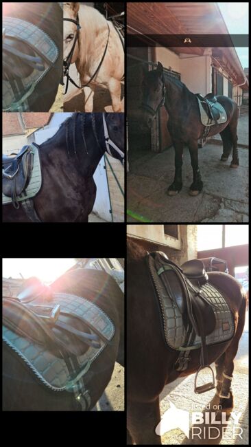 Equito Eqestrian Schabracke, Equito Equestrian Dressage Pad Peppermint, Laura, Schabracken, Herzogenburg, Abbildung 6