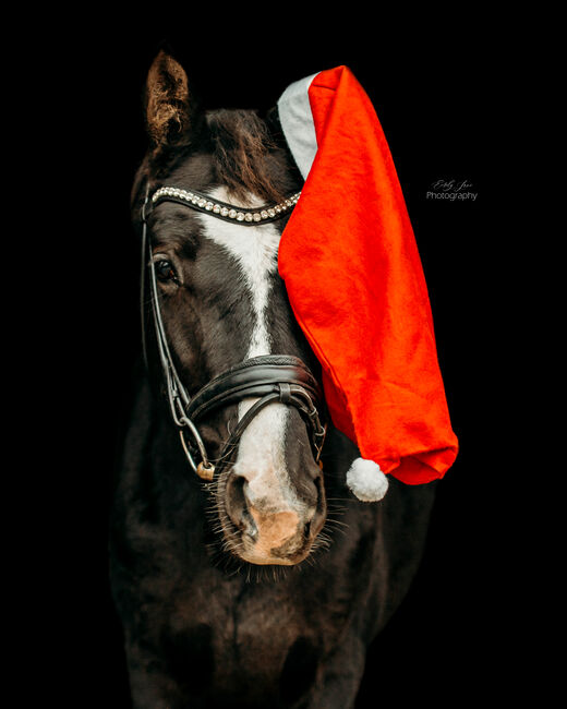 Biete Pferdefotografie, Emely , Horse photography, Billerbeck, Image 3