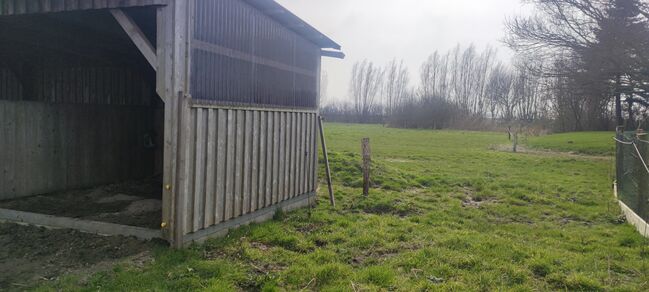 Biete Offenstallplatz für Kur und Dauerplatz an der Nordsee an, Geraldine , Horse Stables, Tating , Image 3