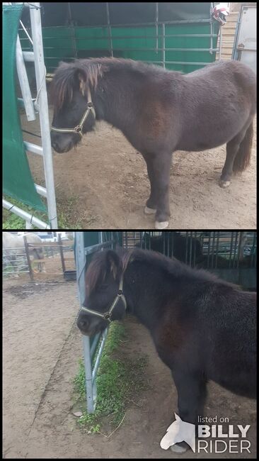 Biete Pony Stute, Arnold , Horses For Sale, Ludwigshafen am Rhein, Image 3