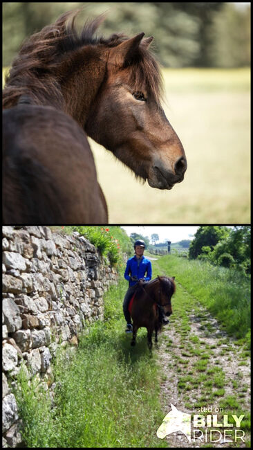 Erfahrene Reitbeteiling für Islandpferdstute, MiKa, Horse Sharing, Wien, Image 3