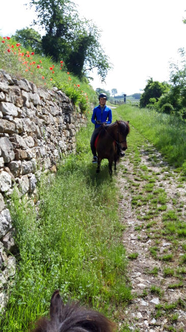 Erfahrene Reitbeteiling für Islandpferdstute, MiKa, Horse Sharing, Wien, Image 2