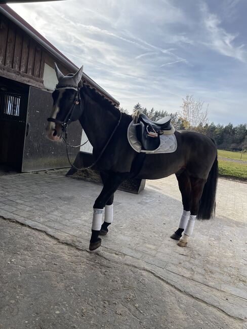 Erfahrener Wallach mit tollem Charakter, Nathalie , Pferd kaufen, Bad Dürrheim