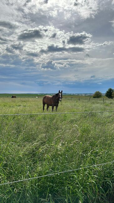 Erfahrener, Ruhiger Dressur Wallach, Hanna Lohse, Horses For Sale, Buchen, Image 3