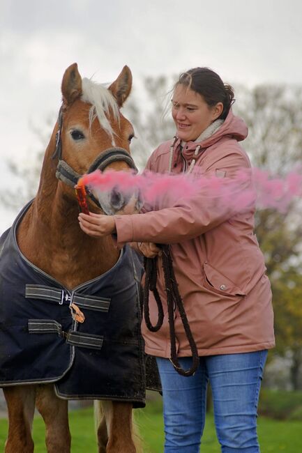 Erfahrenes Show- und Messepferd sucht neuen Menschen, Stefanie , Horses For Sale, Enger, Image 6