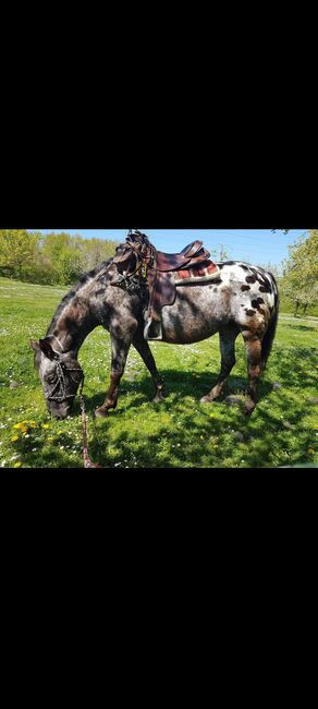 Erfahrene zuverlässige RB 50374, Maria Weber , Horse Sharing, Erftstadt Bliesheim
