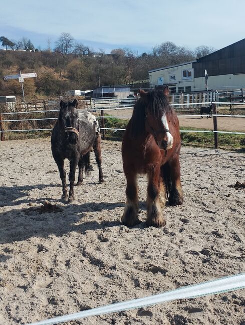 Erfahrene zuverlässige RB 50374, Maria Weber , Horse Sharing, Erftstadt Bliesheim, Image 5