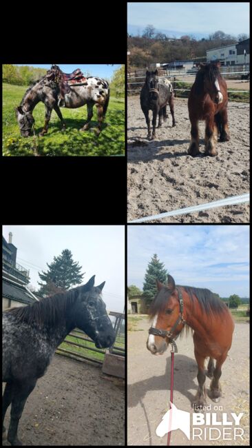 Erfahrene zuverlässige RB 50374, Maria Weber , Horse Sharing, Erftstadt Bliesheim, Image 6