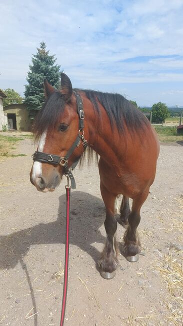Erfahrene zuverlässige RB 50374, Maria Weber , Horse Sharing, Erftstadt Bliesheim, Image 2