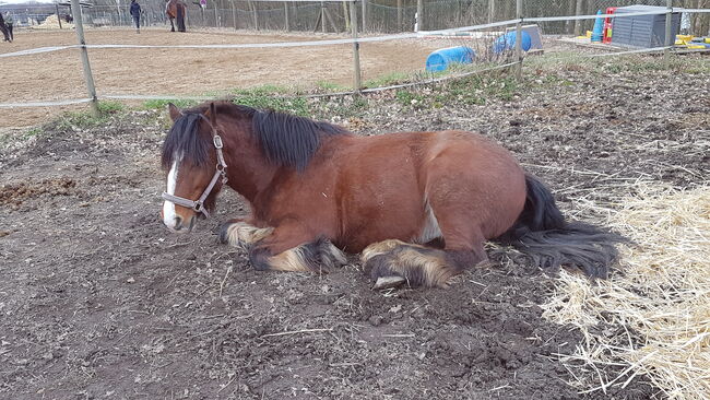 Erfahrene zuverlässige2x R.B. in Pulheim, Maria Weber , Horse Sharing, Erftstadt Bliesheim, Image 5