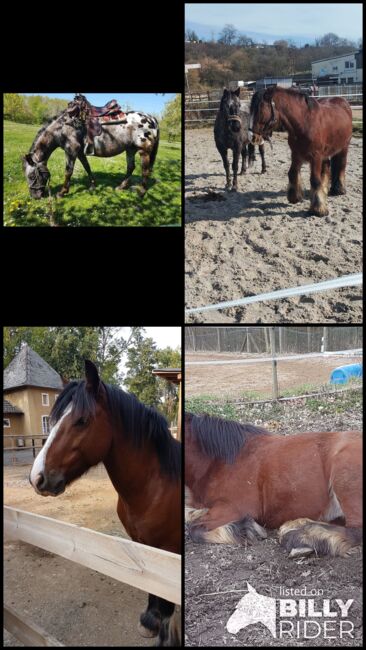 Erfahrene zuverlässige2x R.B. in Pulheim, Maria Weber , Horse Sharing, Erftstadt Bliesheim, Image 8