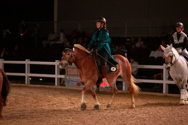 Erfahrenes Show- und Messepferd sucht neuen Menschen, Stefanie , Horses For Sale, Enger, Image 8