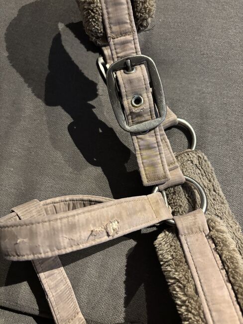 Eskadron Halfter Taupe, Eskadron Taupe, Denise, Halters, Nattenheim, Image 5