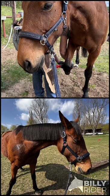 Eskadron Halfter mit Strick, Eskadron Halfter, Greta, Halters, Schwielowsee, Image 3