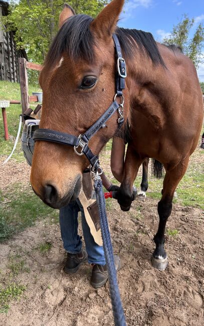 Eskadron Halfter mit Strick, Eskadron Halfter, Greta, Halters, Schwielowsee