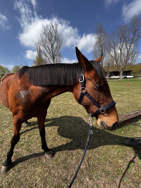 Eskadron Halfter mit Strick, Eskadron Halfter, Greta, Halters, Schwielowsee, Image 2