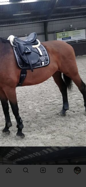 Eskadron Saddle pads / dressuur dekjes Full, Eskadron, Quinty, Schabracken, Purmerend, Abbildung 8
